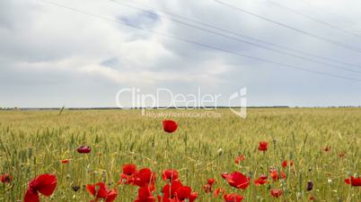 poppies in a field of wheat