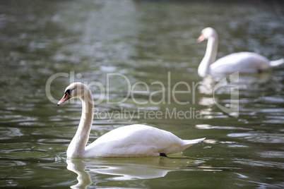 Two swans at the lake