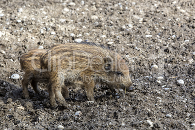 Wild young piglets on a field