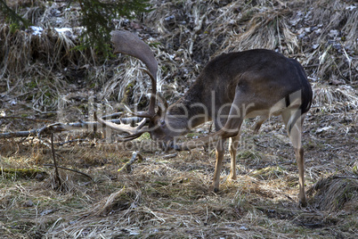 Buck deer in the forest