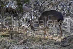 Buck deer in the forest