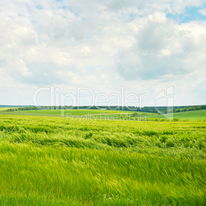 green wheat field and blue cloudy sky
