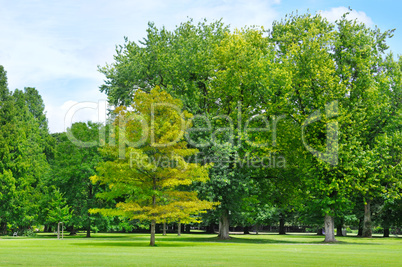 summer park with beautiful green lawns