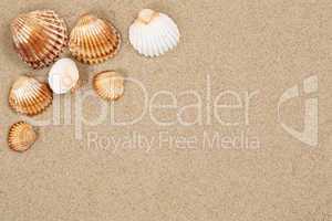 Strand Sand Szene im Urlaub Sommer mit Muscheln und Textfreiraum