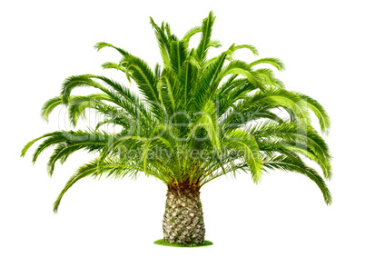 Perfect palm tree isolated on white