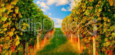 Rows of grapevine in warm sunlight