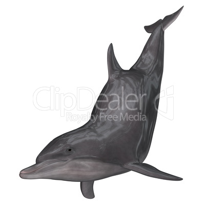 Dolphin - 3D render