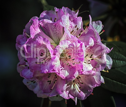 Rhododendron arboreum tree, burans or gurans flower