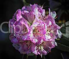 Rhododendron arboreum tree, burans or gurans flower