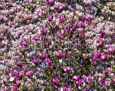 Magnolia flowers background