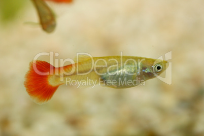 Guppy   (Poecilia reticulata)