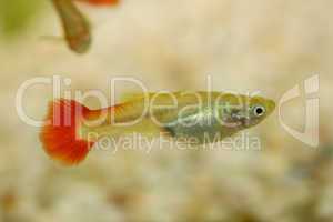 Guppy   (Poecilia reticulata)