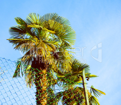 Retro look Palm tree