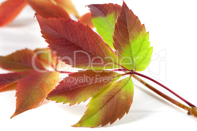 Multicolor autumnal grapes leaves (Parthenocissus quinquefolia f