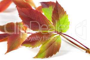 Multicolor autumnal grapes leaves (Parthenocissus quinquefolia f