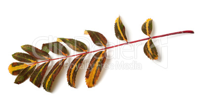 Multicolor leaves of rowan