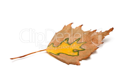 Autumn birch leaf on white background