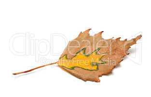 Autumn birch leaf on white background