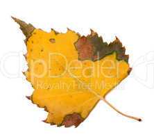 Yellowed autumn leaf of birch