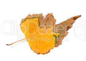Autumn dried leaf of birch
