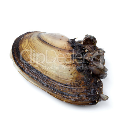 Anodonta (river mussels) overgrown on white background