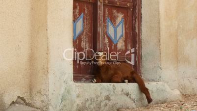 arabic goat relaxing in the shadow