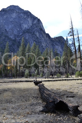 Dead tree in Kings Canyon