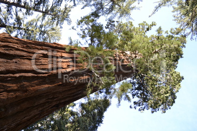 Giant sequoia from the bottom