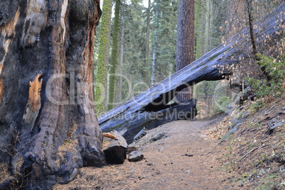 Bridge across a sequoia