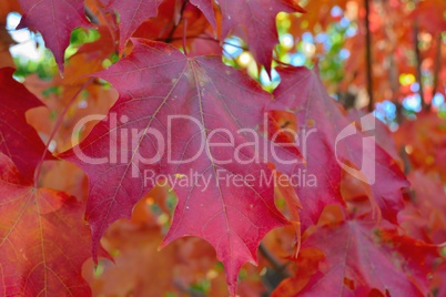 Red maple leave