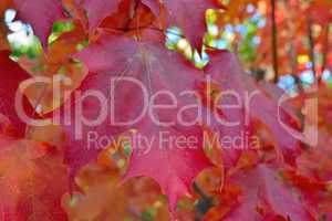 Red maple leave