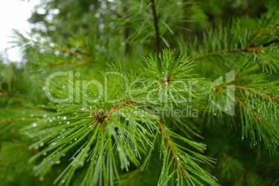 Pine needle after the rain