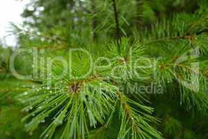 Pine needle after the rain