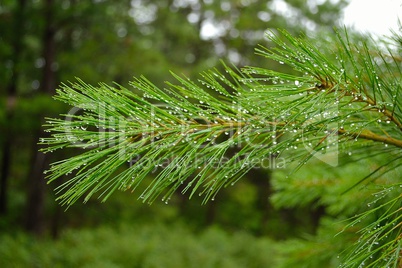 Wet pine needle