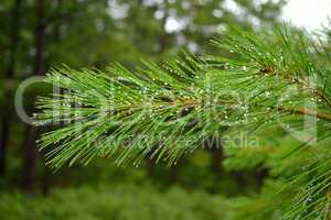 Wet pine needle