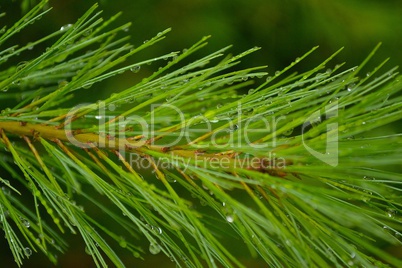 Water drops on a pine branch