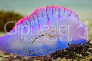 Purple jelly fish