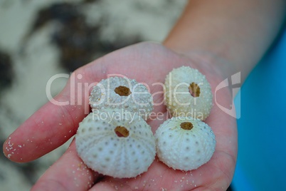 Sea urchin sell