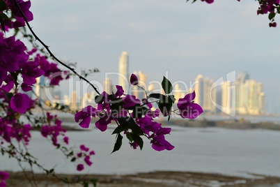 Panama city behind flowers