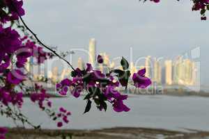 Panama city behind flowers