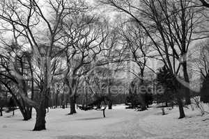 Central Park covered with snow