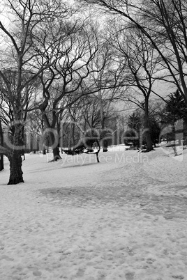 Snow in Central Park