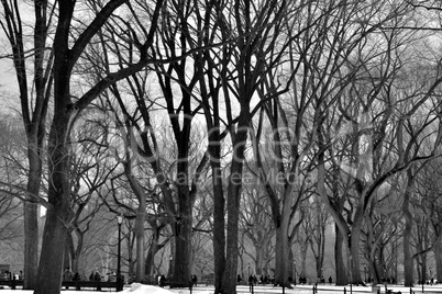 Leavless trees in Central Park