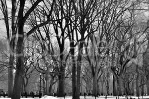 Leavless trees in Central Park