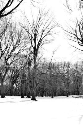 White snow in Central Park