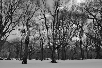 Black and white snowy central park