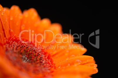 Close-up of raindrops on orange gerbera petals