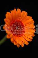 Head and stem of blurred orange gerbera