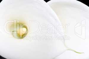 Two white arum lilies close-up from above