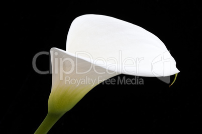 White arum lily leaning across black frame